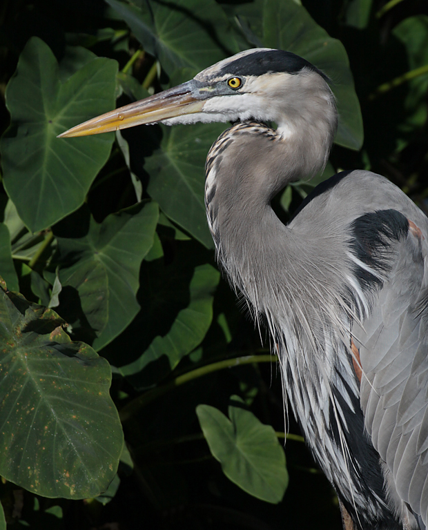 Great Blue Heron Portait in Orlando   P O'Malley